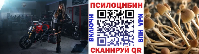 Псилоцибиновые грибы Psilocybine cubensis  Купить  Красный Холм 